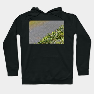 Bamboo Leaves Border Hoodie